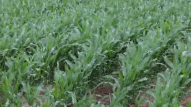 Bereketli, yeşil mısır bitkilerinin kökeni verimli bir tarla vitrinine dayanıyor. Ürün yönetiminde ve büyüme mevsiminde sürdürülebilir tarım uygulamalarında tarımsal mükemmellik.