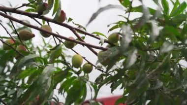 Kırpılmış, tanınmayan yaşlı bir birey verimli yeşil yaprakların arasında olgun bir şeftaliyi ustalıkla hasat ediyor. Fotoğraf sadece ele odaklanıyor, gizliliği sağlıyor..