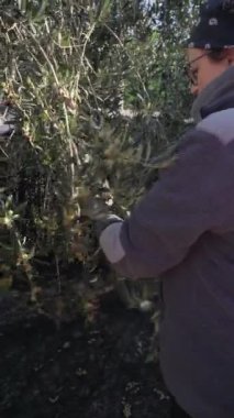 Bir dişi çiftçi, La Rioja 'daki yemyeşil ağaçlardan zeytin topluyor ve geleneksel zeytin toplama metodunu sergiliyor.