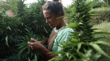 Bir kadın kenevir bitkilerini dikkatlice inceliyor. Açık havada güneşli bir çiftliğin çiçek açtığı dönemde yeşilliklerle bezenmiş..