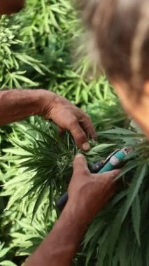 Yazın yetiştirilen tırtıllar için çiçek açan kenevir bitkisini yakından inceleyen tanınmayan bir çiftçi. Bitki, tomurcuklanan yoğun çiçeklerle belirtilen çiçek safhasında.