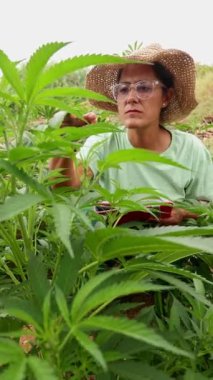 Büyüme ve çiçek açma safhasında tamamen gelişmiş kenevir bitkilerini inceleyen bir kadın. Güneşli bir günde yemyeşil yeşilliklerin arasında duran verileri kaydetmek için dijital tablet kullanıyor..