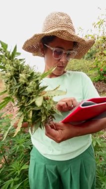 Hasır şapkalı bir kadın, yaz boyunca canlı bir kenevir çiftliğinde yemyeşil bir yerde dijital tablet tutarken kenevir bitkisini buduyor.