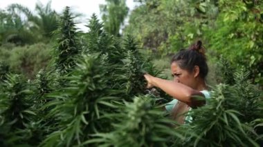 Yeşillik kenevir bitkilerinin arasında büyümekte olan tanınmayan bir insan. Bir hasır şapka görünür, canlı yeşil yaprakların arasına yerleşir..