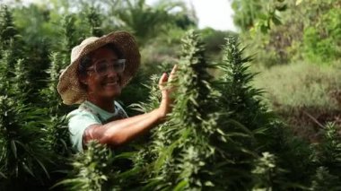 Hasır şapkalı gülümseyen bir kadın çiçeklenme aşamasında yemyeşil büyüyen olgun bir kenevir bitkisine nazikçe dokunur. Ekinlerle olan neşeli etkileşimine odaklandık.