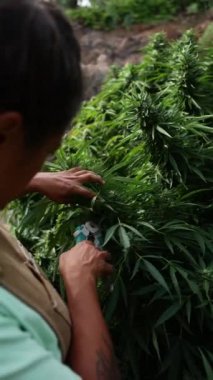 Yeşillik kenevir bitkilerinin arasında büyümekte olan tanınmayan bir insan. Bir hasır şapka görünür, canlı yeşil yaprakların arasına yerleşir..