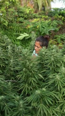 Gelişmekte olan kenevir bitkilerini sık bir bahçede yakından inceleyen bir kadın, büyümenin çiçek açtığı dönemde yakalanır..