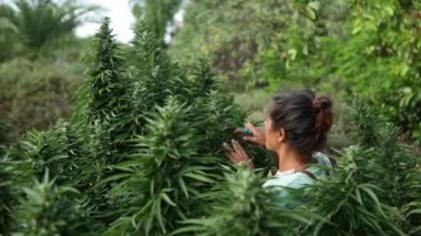 Yeşillik kenevir bitkilerinin arasında büyümekte olan tanınmayan bir insan. Bir hasır şapka görünür, canlı yeşil yaprakların arasına yerleşir..