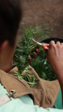 Yazın çiçek açarken tırtıllar için kenevir bitkisini inceleyen tanınmamış bir insan. Projede bitkinin yaprak ve tomurcuklarının dikkatle incelenmesi üzerinde duruluyor..