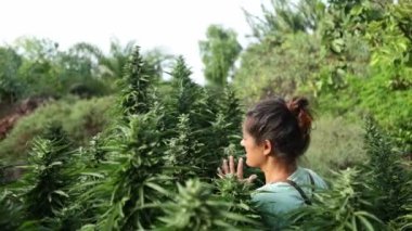 Yeşillik kenevir bitkilerinin arasında büyümekte olan tanınmayan bir insan. Bir hasır şapka görünür, canlı yeşil yaprakların arasına yerleşir..