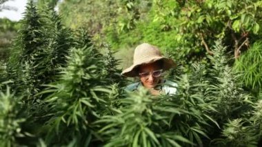 Hasır şapkalı ve güneş gözlüklü bir kadın, cep telefonuyla fotoğraf çekerken zengin yeşil yapraklarla çevrili, canlı bir yaz bahçesinde çiçek açan kenevir bitkilerine eğilimlidir.
