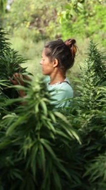 Tecrübeli bir kadın bahçıvan, canlı, doğal bir açık hava ortamında çiçeklenme safhasında yemyeşil yaprakları dikkatlice inceleyerek olgun kenevir bitkilerine eğilimlidir..