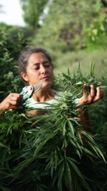 Orta yaşlı bir kadın yaz boyunca açık bir bahçede çiçek açan kenevir tomurcuklarını dikkatlice inceler..