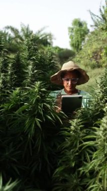 Büyüme ve çiçek açma safhasında tamamen gelişmiş kenevir bitkilerini inceleyen bir kadın. Güneşli bir günde yemyeşil yeşilliklerin arasında duran verileri kaydetmek için dijital tablet kullanıyor..