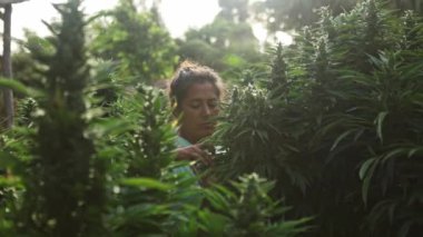 Bir kadın titiz bir şekilde açık hava bahçesinde kenevir yetiştirme eğilimindedir, farklı ve olgun tomurcuklar tarafından karakterize edilen gelişmiş yetiştirme aşamasını sergiler..