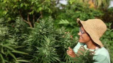 Hasır şapkalı neşeli bir kadın bahçıvan çiçeklenme aşamasındaki yemyeşil bir kenevir bitkisini inceliyor. Yüzündeki ifade memnuniyeti ve ilgiyi yansıtıyor, güneşli bir ortamda..