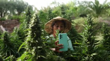 Hasır şapkalı bir kadın, yoğun bir kenevir tarlasında akıllı telefonuyla selfie çekiyor ve yaz boyunca bitkilerin çiçek açma aşamasını gösteriyor.