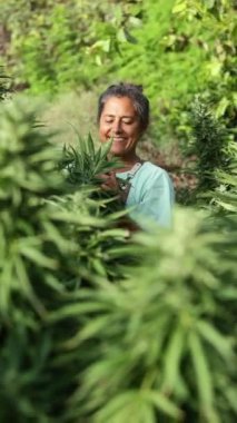 Neşeli bir kadın, gelişmekte olan kenevir bitkileriyle tomurcuklanma evresinde etkileşime girer. Sağlıklı, büyük tomurcuklarla baş ederken yüzü belirgin ve zevkle parıldıyor. Bu da doğal sağlığı simgeliyor..