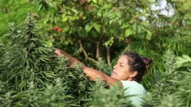 Yeşillik kenevir bitkilerinin arasında büyümekte olan tanınmayan bir insan. Bir hasır şapka görünür, canlı yeşil yaprakların arasına yerleşir..