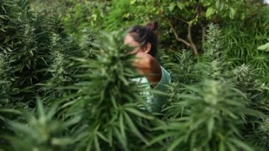 Yeşillik kenevir bitkilerinin arasında büyümekte olan tanınmayan bir insan. Bir hasır şapka görünür, canlı yeşil yaprakların arasına yerleşir..