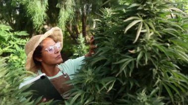 Büyüme ve çiçek açma safhasında tamamen gelişmiş kenevir bitkilerini inceleyen bir kadın. Güneşli bir günde yemyeşil yeşilliklerin arasında duran verileri kaydetmek için dijital tablet kullanıyor..