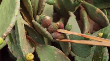 Bir kaktüs bitkisinin dikenli armutlarını dikkatlice toplamak için kullanılan ahşap bir aletin yakın çekiminde video, geleneksel meyve toplama yöntemini yakalar ve dikenlerden kaçınır.