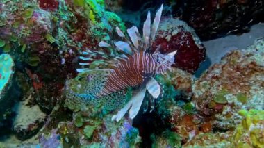 Canlı bir Pterois anteni, ya da aslan balığı, Pasifik Okyanusu 'ndaki renkli mercan zeminine çarpıcı, çizgili yüzgeçlerini sergiler ve sualtı yaşamının doğal ortamındaki cazibesini yakalar..
