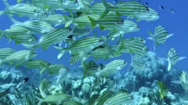 Okyanusun açık bir bölgesinde zarif bir şekilde yüzen çizgili Fransız homurtusunu ya da haemulon flavolineatum balığını gösteren canlı bir görüntü. Bu su canlıları su altında şaşırtıcı bir berraklıkla yakalanan uyumlu bir hareket sergiliyorlar..