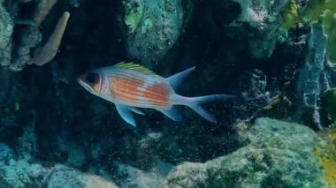 Parlak çizgileri ve büyük gözleriyle Karayip sularındaki dokulu mercan resiflerinde gezinen bir sincap balığının canlı bir görüntüsü..