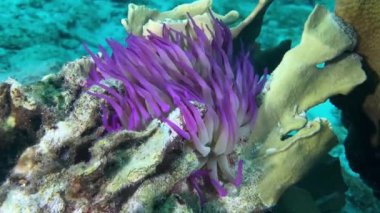 Çok renkli mercan resiflerinin arasına yerleşmiş canlı bir mor deniz şakayığı olan condylactis aurantiaca 'yı içeren çarpıcı bir görüntü, Karayip suları altındaki sakin ama canlı yaşamı yakalıyor..