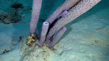 Çekici bir görüntü, Florida Keys 'in sığ sularında canlı renkli deniz süngerlerinde yüzen pürüzsüz bir bal peteği ya da akanthostracion poligonius' u gösteriyor.