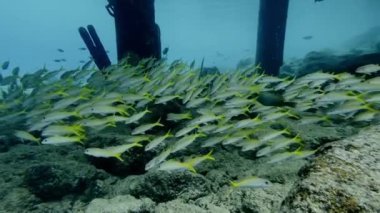 Canlı sarı ve beyaz keçi balığı veya mulloidichthys vanicolensis balıklarından oluşan bir okul berrak mavi sularda engebeli sualtı kayalarının yanından süzülerek su yaşamına sakin bir bakış sunar.