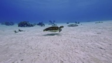 Karayip Denizi 'nin berrak, mavi sularında kumlu deniz tabanında süzülen yeşil bir kaplumbağa (Chelonia mydas) yakalayan canlı bir görüntü..