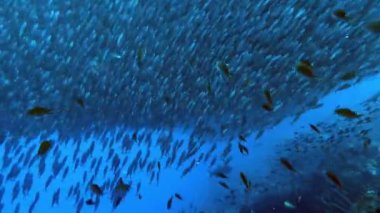 Binlerce Trachurus Murphyi, aynı zamanda Jack Uskumru olarak da bilinir, dinamik yaşam ve biyolojik çeşitliliği gösteren açık mavi sularda akın eder..