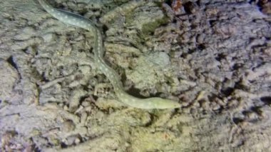 Bir çift sivri burunlu yılan balığı (Myrichthys pardalis) Bonaire açıklarındaki berrak sulardaki mercan oluşumlarında kumlu deniz tabanında zarifçe dolaşır.