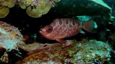 Canlı bir görüntü, Bonaire 'nin loş ışıklı tropikal resiflerinde kayalar ve mercanlar arasında gizlenmiş Glasseye snapper ya da heteropriacanthus cruentatus' u yakalıyor, belirgin kırmızı rengini ve büyük gözlerini gösteriyor..