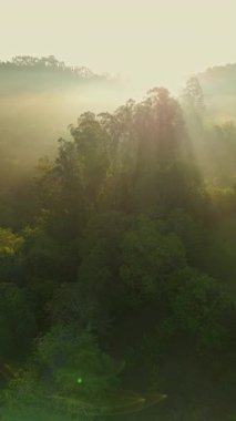 Asturias 'ta gün doğumunda sislerle kaplı bir ormanın büyüleyici gerçek zamanlı videosu ışık ve gölgelerin dramatik oyununu gözler önüne seriyor..