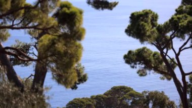 Cap Roig, Calella de Palafrugell, Costa Brava, Catalonia 'daki gür çam ağaçlarının arasından Akdeniz' in sakin manzarası sakin su canlı yeşilliği tamamlar.