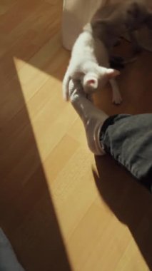 Ahşap zemindeki oyuncu kedi yavruları, bir insanın ayağıyla etkileşime girer. Meraklı ve enerjik doğasını, rahat bir evde sergilerler. Parlak ışık yumuşak gölgeler bırakır.