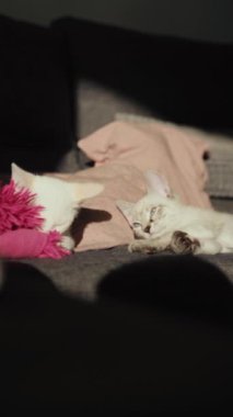 İki beyaz kedi yumuşak, gri bir kanepede birlikte oynuyorlar. Sıcak ve eğlenceli bir iç mekan yaratıyorlar.
