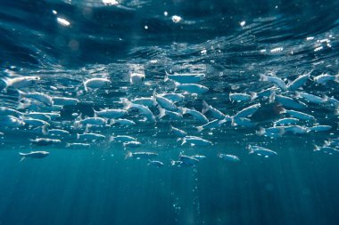 A vibrant underwater scene capturing a dense school of flathead grey mullet, Mugil cephalus, gracefully swimming in the transparent blue waters off the coast of Menorca, Spain clipart