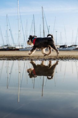 Kırmızı yakalı küçük bir köpek berrak bir su birikintisinin yanında yürür, açık mavi bir gökyüzü ve yelkenlileri yansıtır.