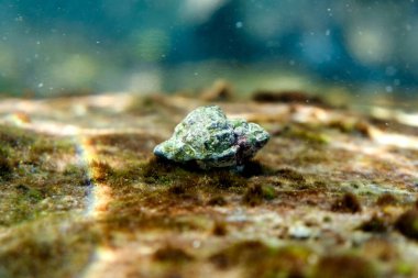 İspanya, Menorca 'nın sığ sularında kayalar ve algler arasında kamufle edilmiş küçük bir deniz gastropodunun canlı bir görüntüsü.
