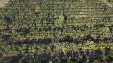 Arjantin, Mendoza 'daki yemyeşil şeftali tarlalarının havadan görünüşü, koruyucu anti-dolu örgüleri sergiliyor. Düzenli sıralar yukarıdan çarpıcı bir geometrik desen yaratıyor, modern tarım uygulamalarını vurguluyor.
