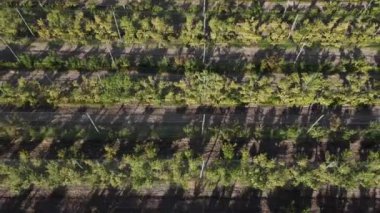 Mendoza 'daki koruyucu anti-dolu ağlarıyla şeftali bahçelerinin havadan görünüşü, Arjantin' in canlı yeşil şeftali ağaçlarının düzenli sıraları çarpıcı bir tarımsal manzara yaratır.