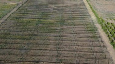 Mendoza, Arjantin 'deki şeftali tarlalarının hava görüntüsü, anti-dolu örgüsü tarafından korunuyor. Ağlar ürünlerin korunmasına, sağlıklı meyve büyümesinin sağlanmasına ve hasarın önlenmesine yardımcı oluyor.