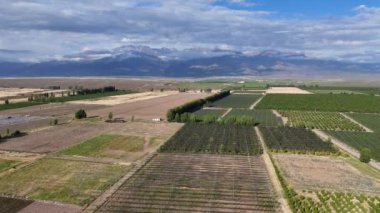 Arjantin 'in Mendoza kentindeki yayılan şeftali tarlalarının havadan görünüşü, koruyucu anti-dolu ağlarının yer aldığı yemyeşil alanlar uzak dağlara ve bulutlu gökyüzüne karşı kurulmuştur.
