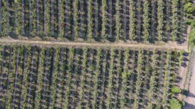 Arjantin, Mendoza 'daki yemyeşil şeftali tarlalarının hava manzarası, anti-dolu örgüsüyle korunuyor. Düzenli sıralar tarımsal yenilik ve manzara güzelliğini gözler önüne seriyor.