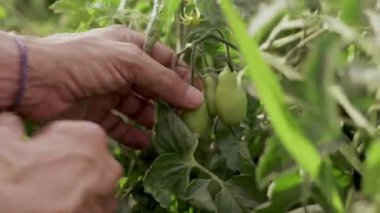 Yeşillik bir tarlaya taze domates eken bir çiftçinin elleri. Görüntü, sürdürülebilir tarım ve çiftçiliğin özünü yakalıyor..