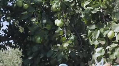 Berrak mavi gökyüzünün altında yemyeşil yaprakların arasına yerleştirilmiş olgun ve yeşil armutlarla dolu canlı bir armut ağacı. Doğa, bahçe ve taze ürün temaları için idealdir..